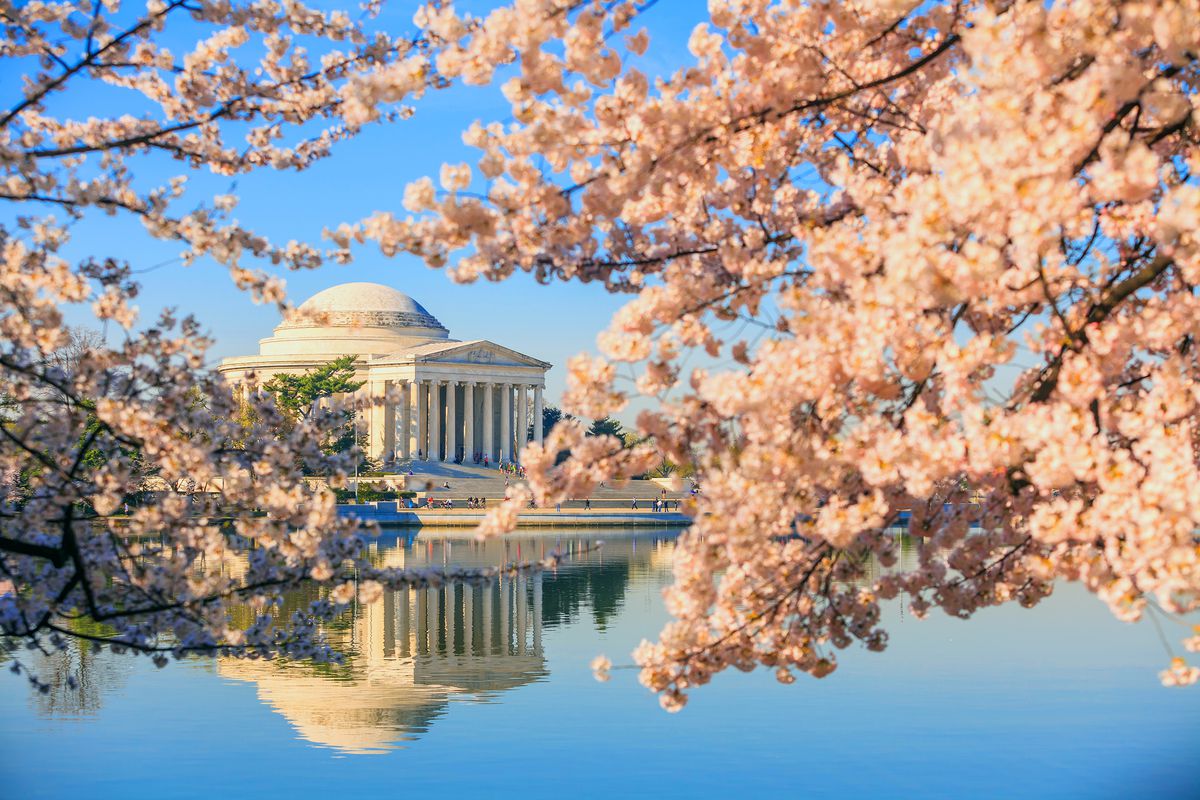 Photo cherry blossoms at the Tidal Basin with the Jefferson Memorial in the background (shutterstock)